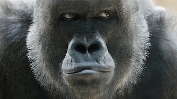 Cuáles son las especies animales