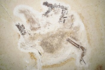 El dinosaurio que Brasil reclama