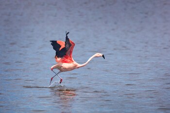 Un flamenco en la Laguna