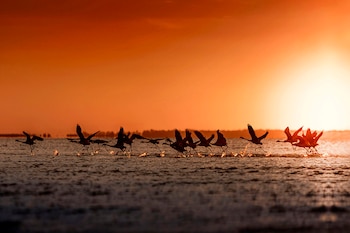 Flamencos en vuelo al atardecer