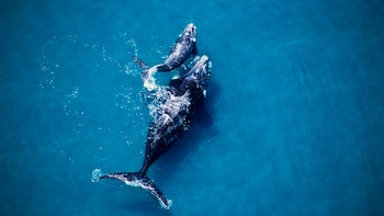 La ballena Franca Austral forma
