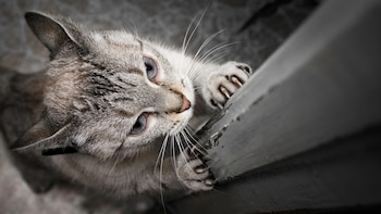 Haber conseguido que tu gato