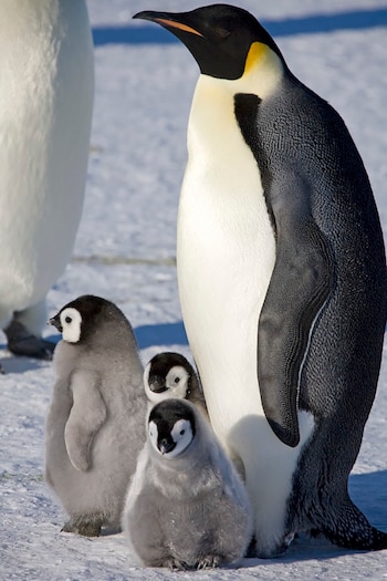 El pingüino Emperador desarrolla parte