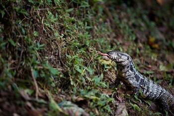 Un lagarto overo también llamado