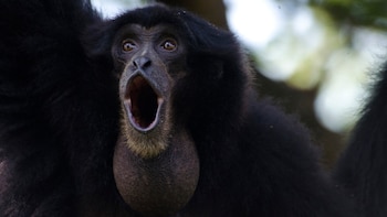 Muchos primates son capaces de