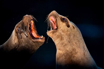Lobos marinos al atardecer en