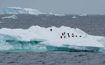 Pingüinos en un iceberg