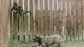 Los perros tienen un impulso