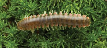 Nannaria scutellaria, una de las