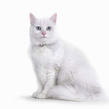Gatos y perros blancos son