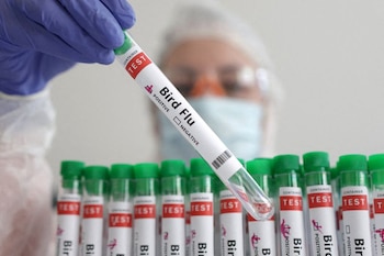 La gripe aviar es letal