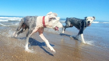 A los perros le encanta