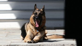 Los “raros perros humanos”, las