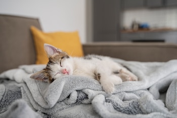 Síntomas en gatos incluyen pérdida