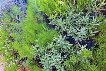 Los jardines verticales pueden dar