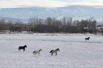 Animales en la nieve de