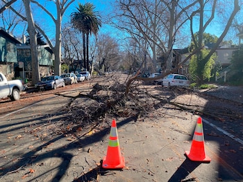 Tres ramas bloquean una calle