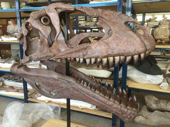 El cráneo del dinosaurio encontrado