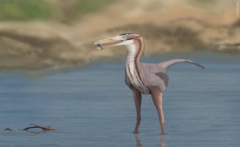 El dinosaurio Buitreraptor gonzalezorum vivía