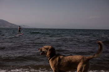 Un perro posa de perfil