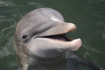 Los delfines son mamíferos inteligentes,