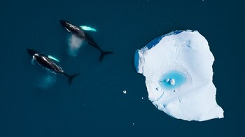 Los glaciares de los