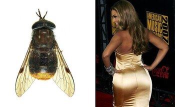 El tábano dedicado a Beyoncé