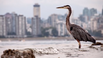 Millones de aves migratorias enfrentan