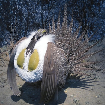 Un macho de urogallo de