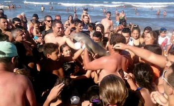 A veces los delfines sufren