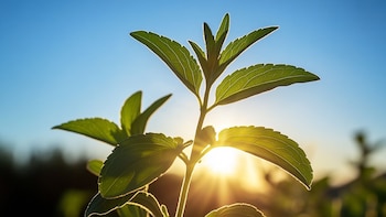 La vegetación no solo deja