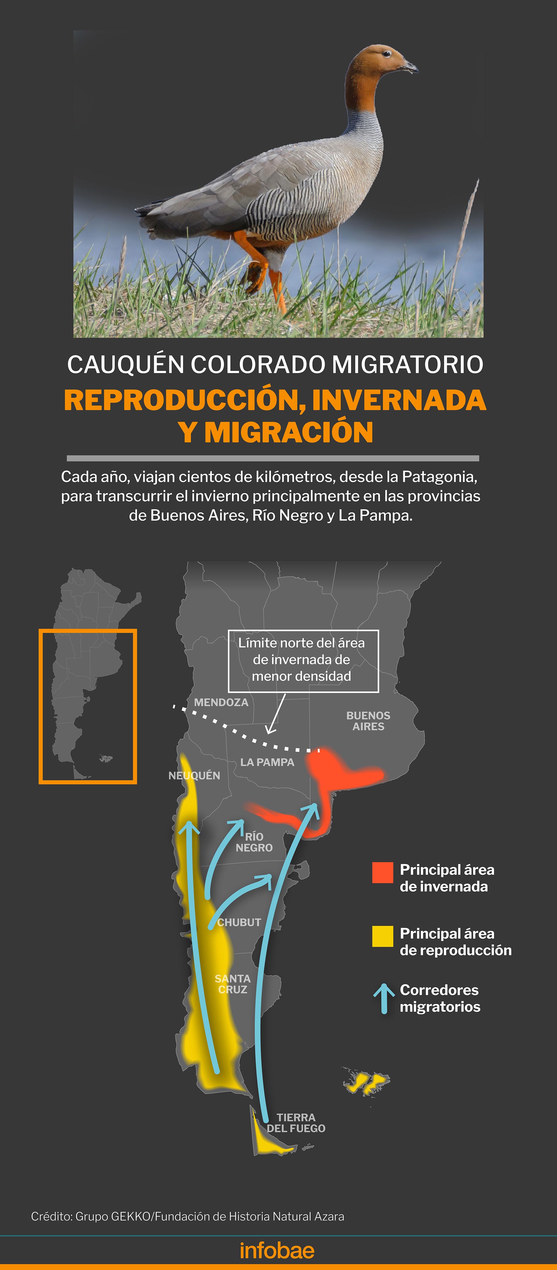 infografia
