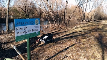 En Neuquén, harán un plan