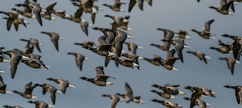 Según la ONG BirdLife, hay