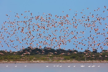 Una enorme bandada de flamencos