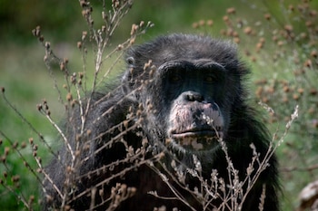 Los seres humanos comparten ancestros