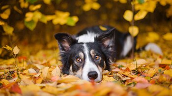 El Border Collie es muy