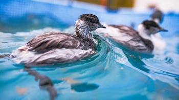 Aves en peligro: liberan tres