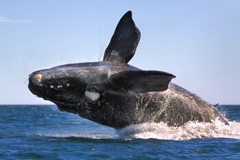 Las ballenas francas australes sufrieron