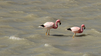 Los flamencos andinos se desplazan