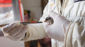 Organizaciones como Aves Argentinas lideran