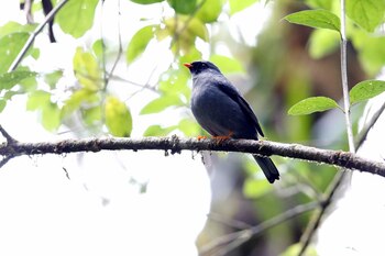 El canto de las aves