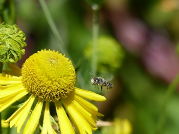 Sembrar plantas autóctonas ayuda a