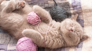 Juguemos con el gato y
