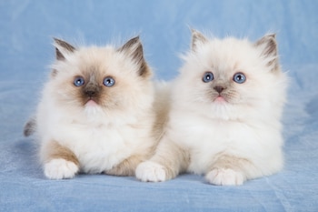 Control parasitario de los felinos