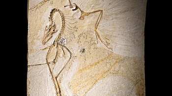 El 'Archaeopteryx' probablemente volaba y