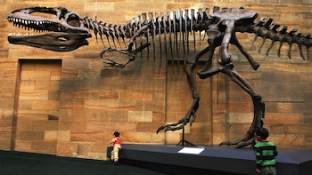 El Giganotosaurio sorprendió al mundo: