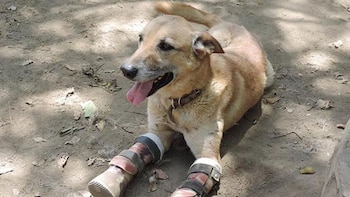 El perro de más de