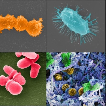 Para evitar la "ciencia paracaidista",