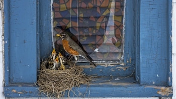 Las aves no pueden distinguir